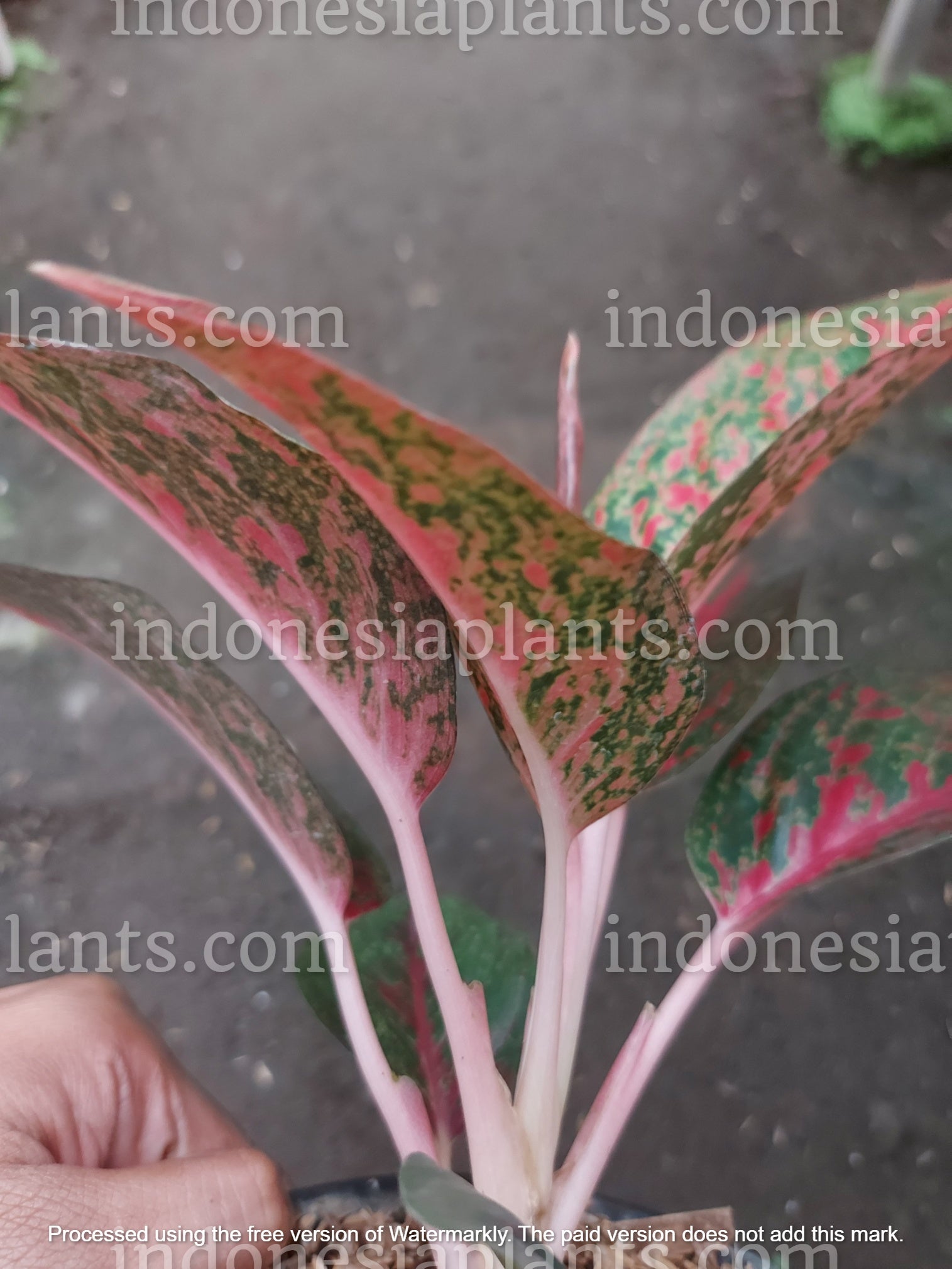 aglaonema red stardust, aglaonema stardust, tropical aglaonema, tropical plants, aglaonema indonesia, watering aglaonema live plants