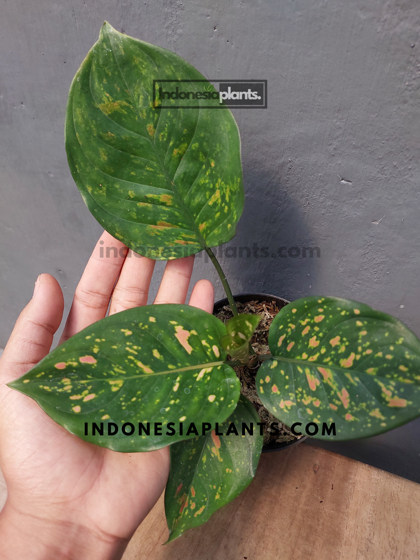 Aglaonema Ruby Chiang Mai