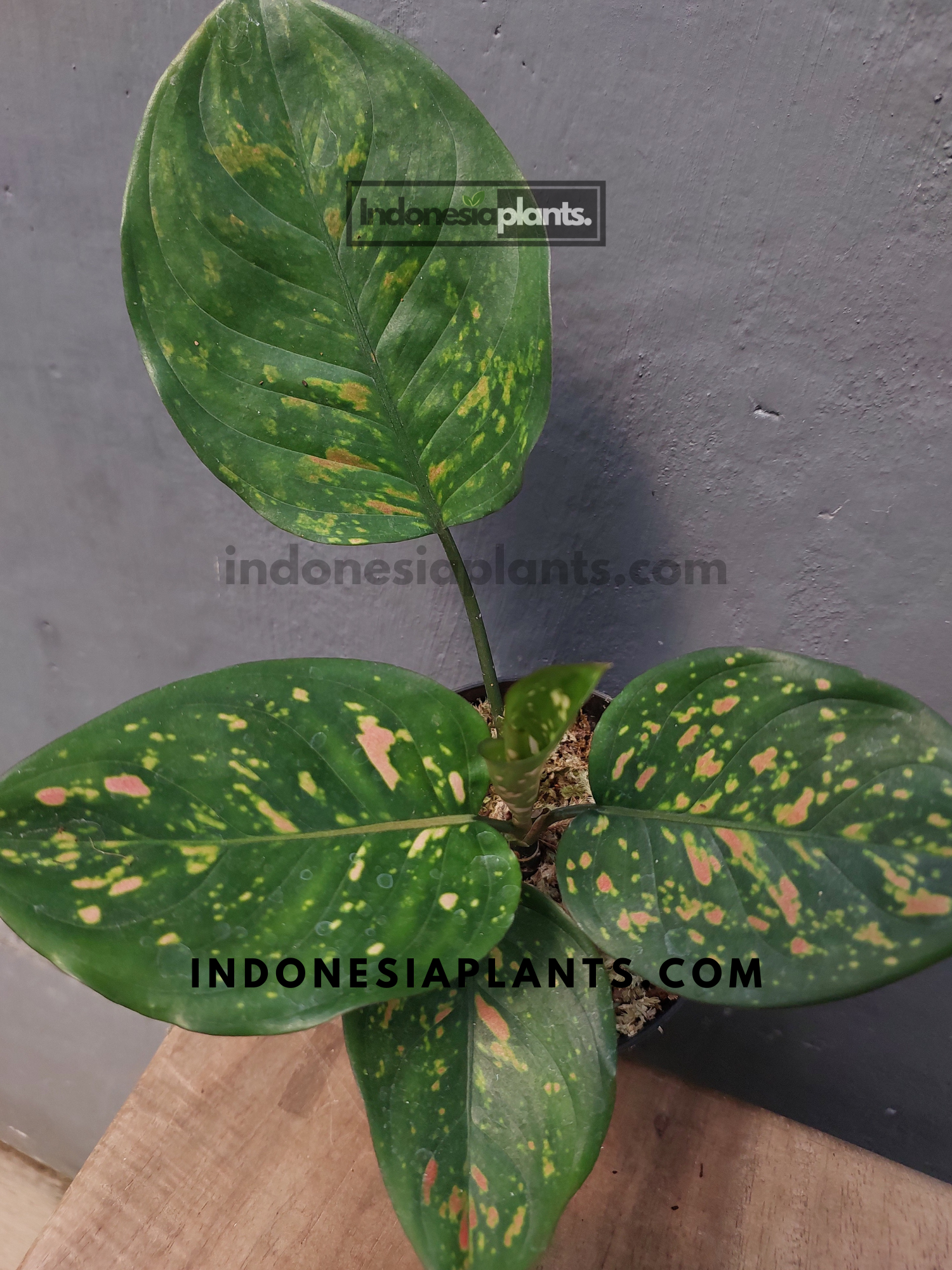 Aglaonema Ruby Chiang Mai