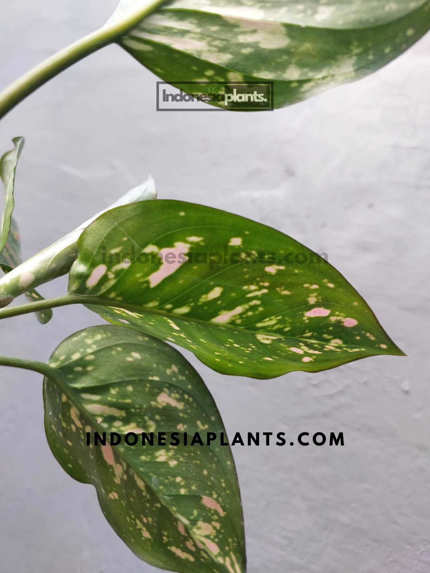 Aglaonema Ruby Chiang Mai