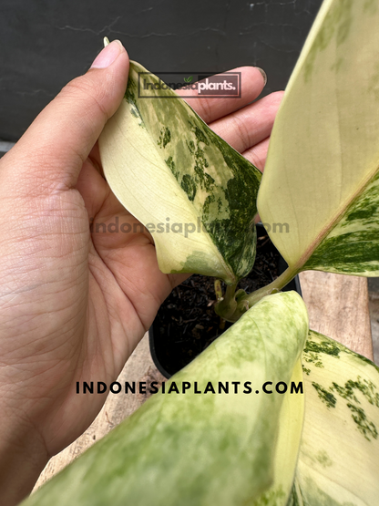 Aglaonema Siam Jade Variegated