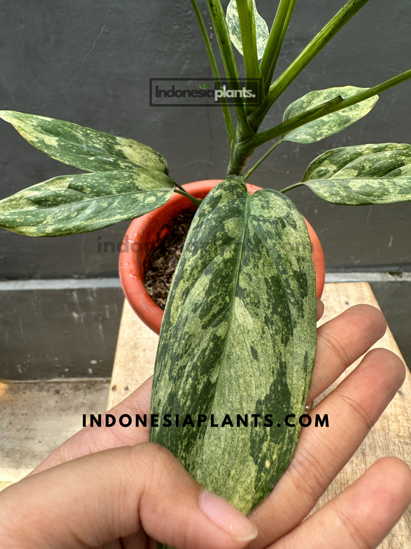 Aglaonema Simplex Variegated