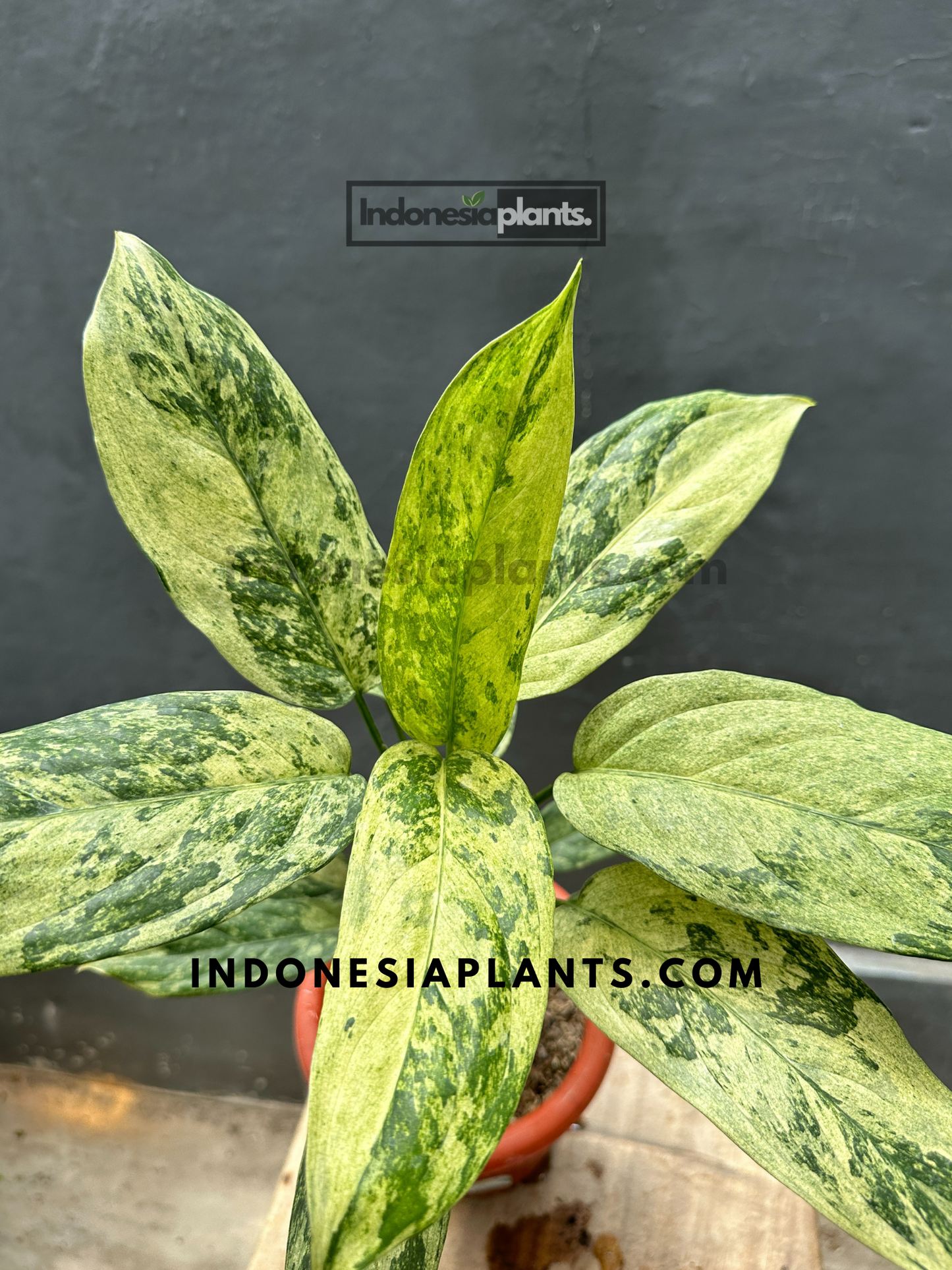 Aglaonema Simplex Variegated