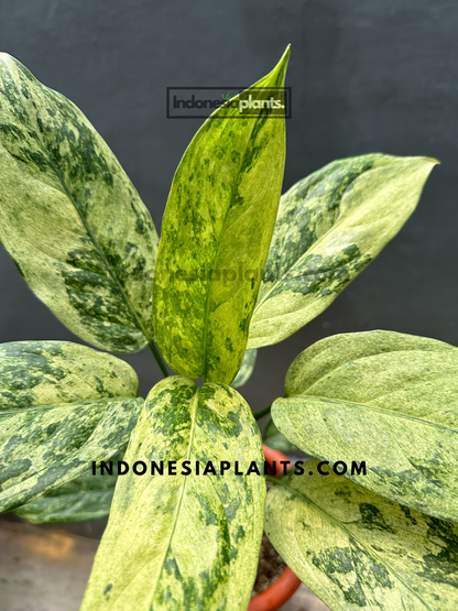 Aglaonema Simplex Variegated