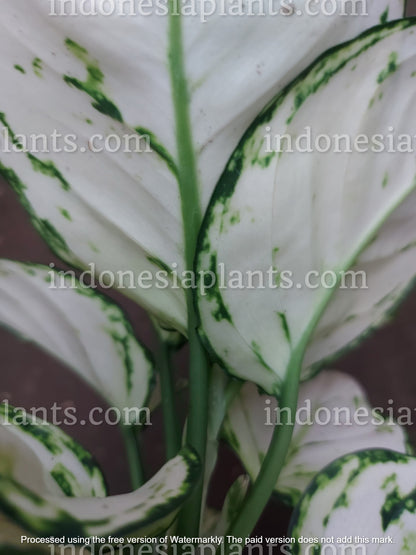 aglaonema super white, aglaonema very white, aglaonema white, indonesian aglaonema, exotic aglaonema, how to propagate aglaonema,