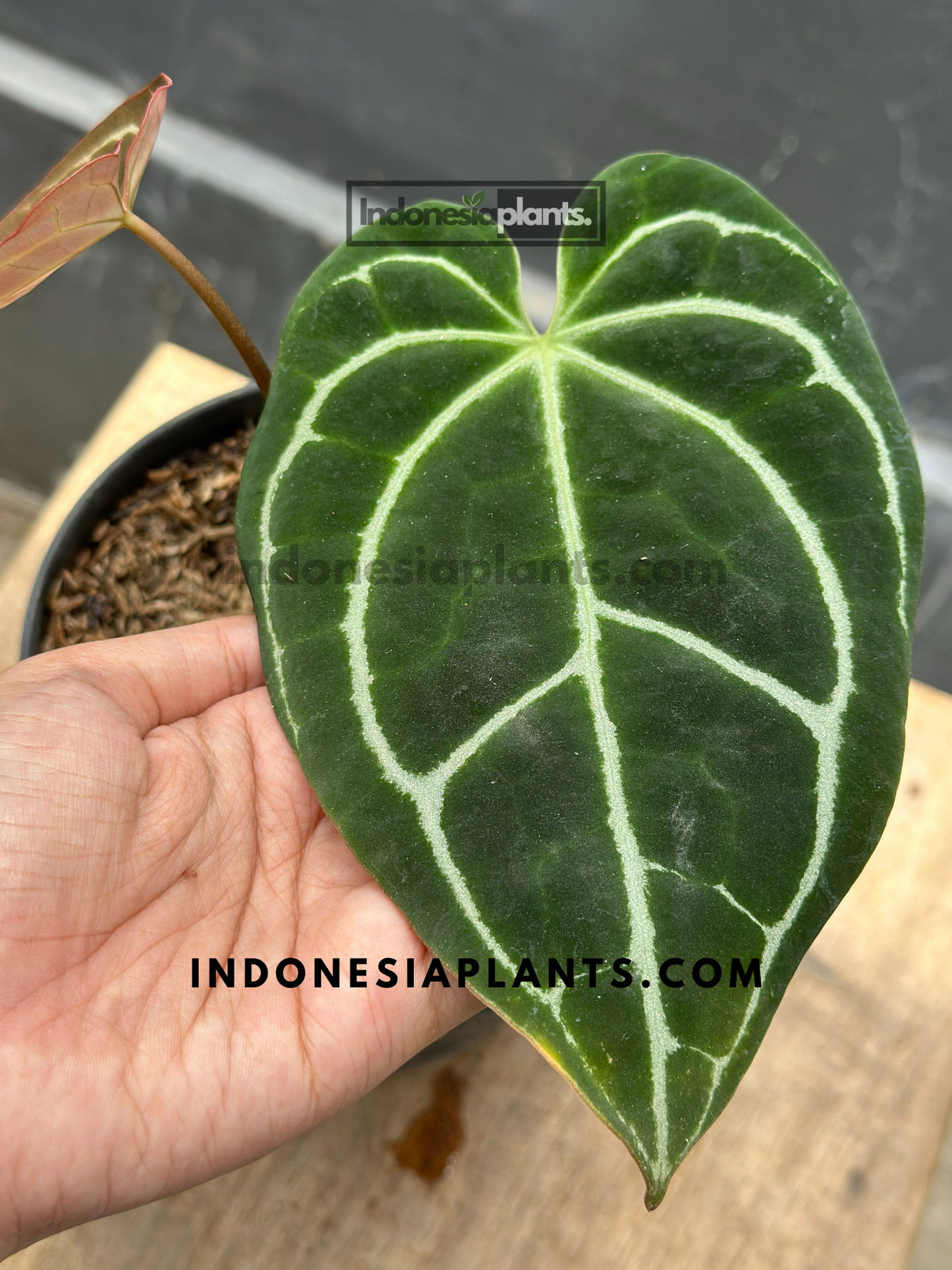 Anthurium Crystallinum Minahasa