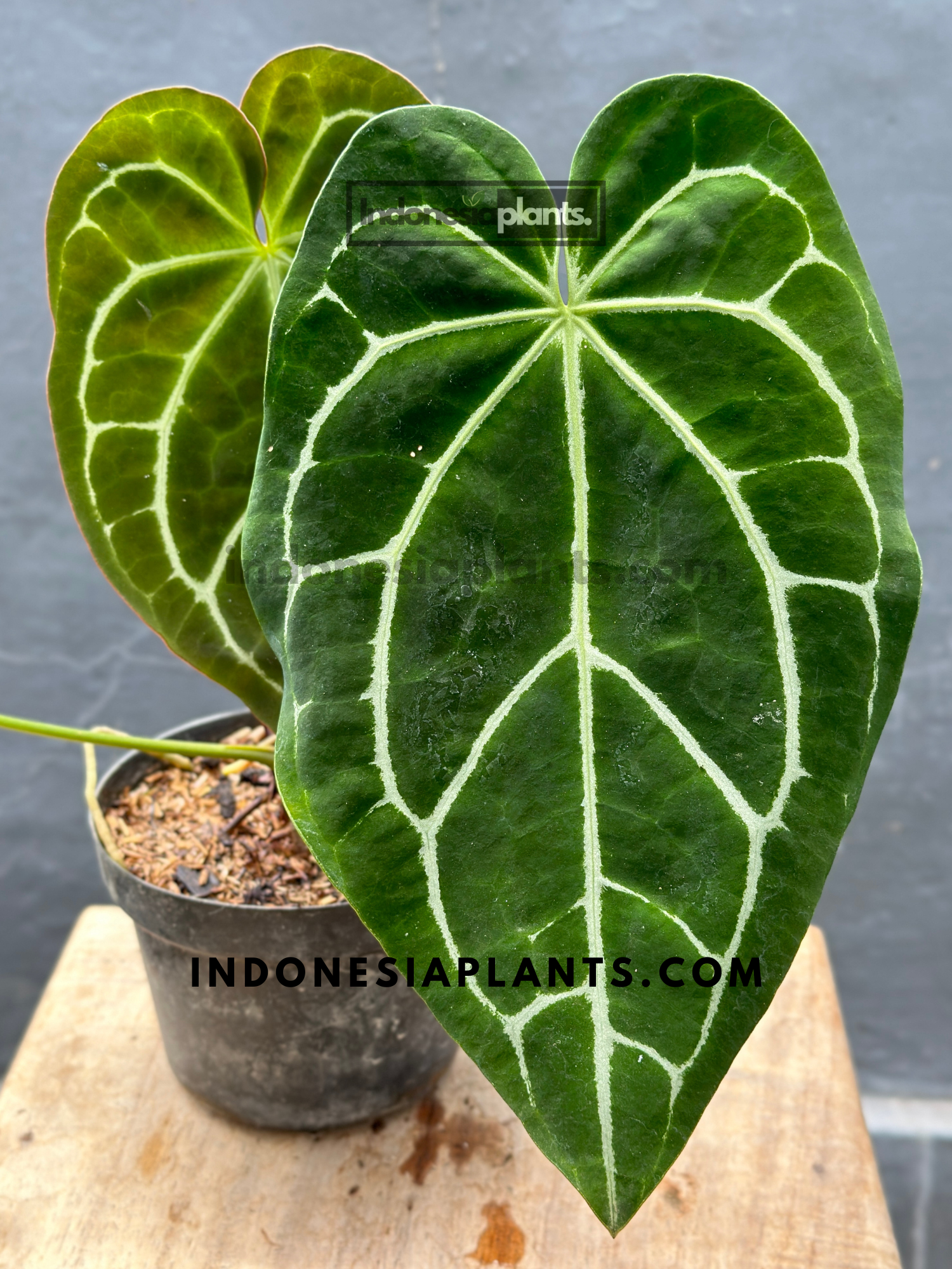 Anthurium Crystallinum