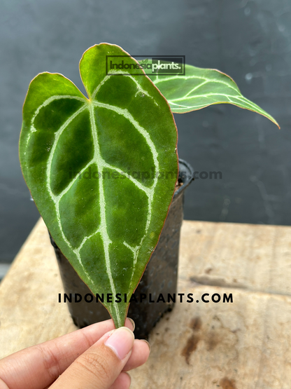 Anthurium Crystallinum