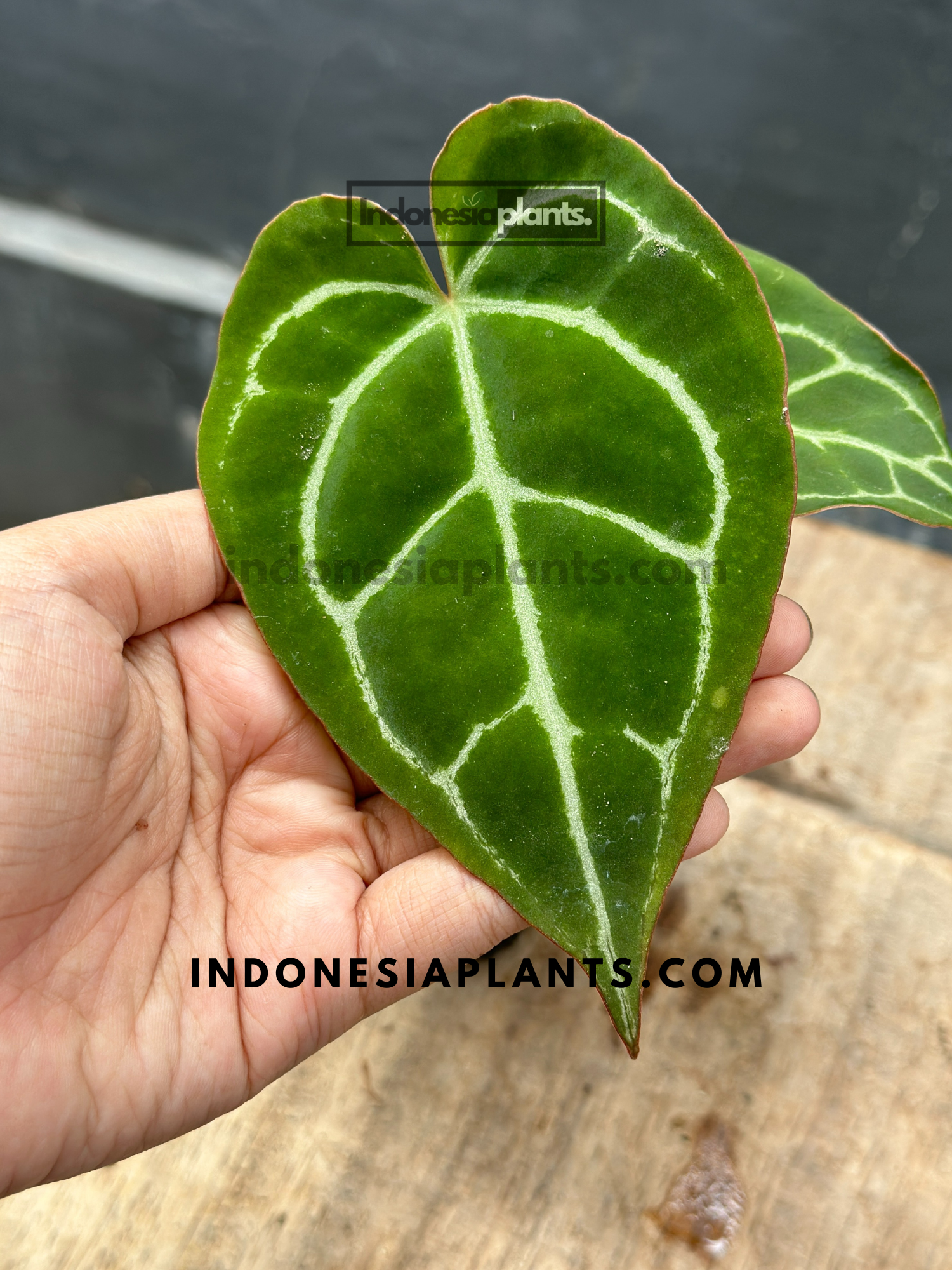 Anthurium Crystallinum