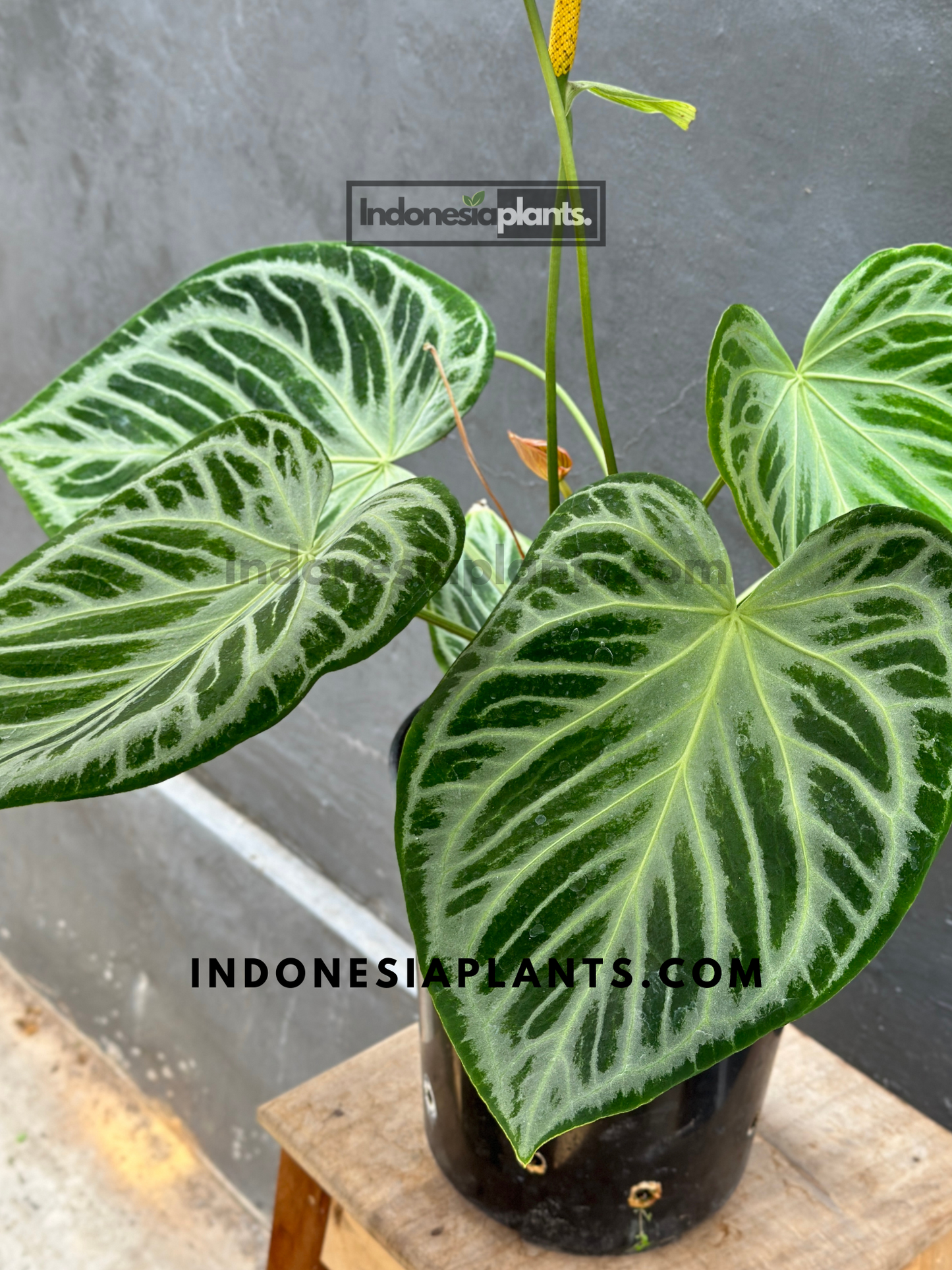 Anthurium Dorayaki Silver Blush