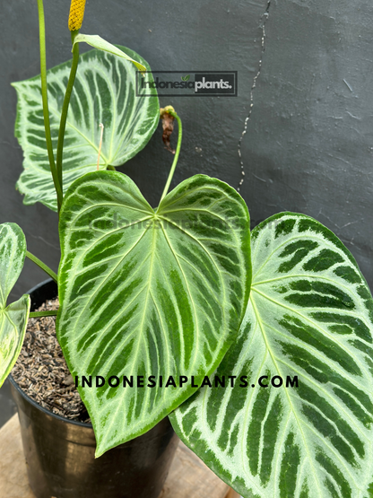 Anthurium Dorayaki Silver Blush