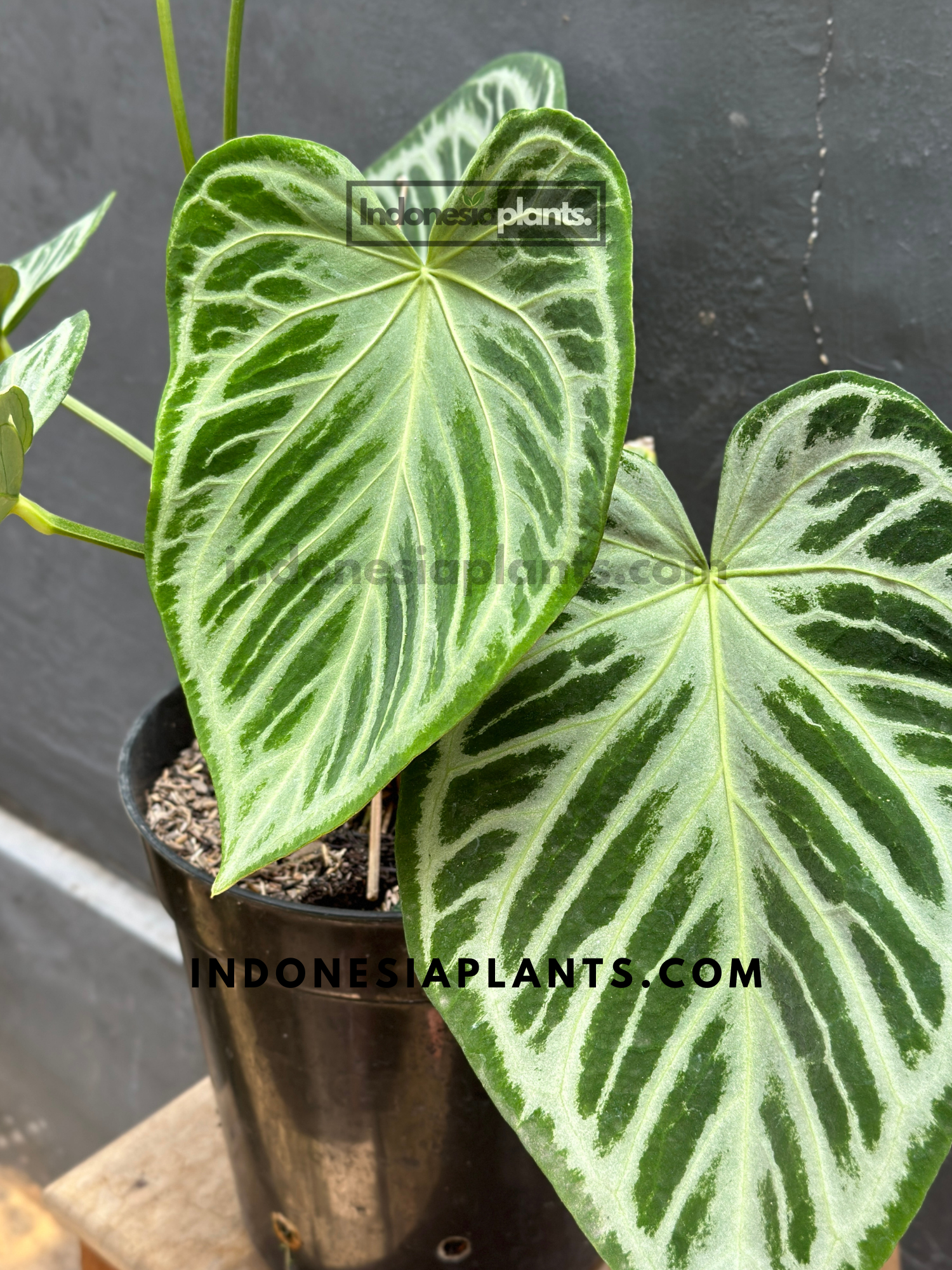 Anthurium Dorayaki Silver Blush