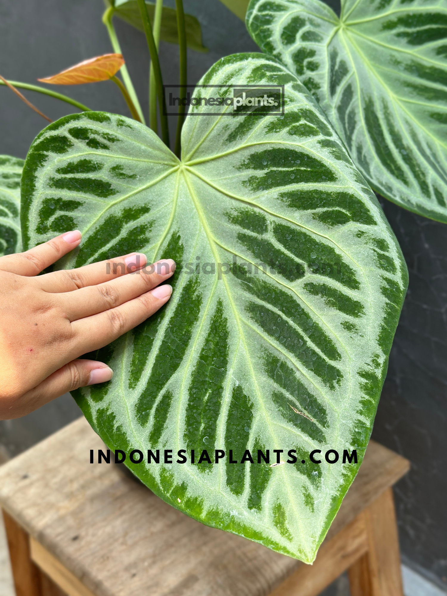 Anthurium Dorayaki Silver Blush