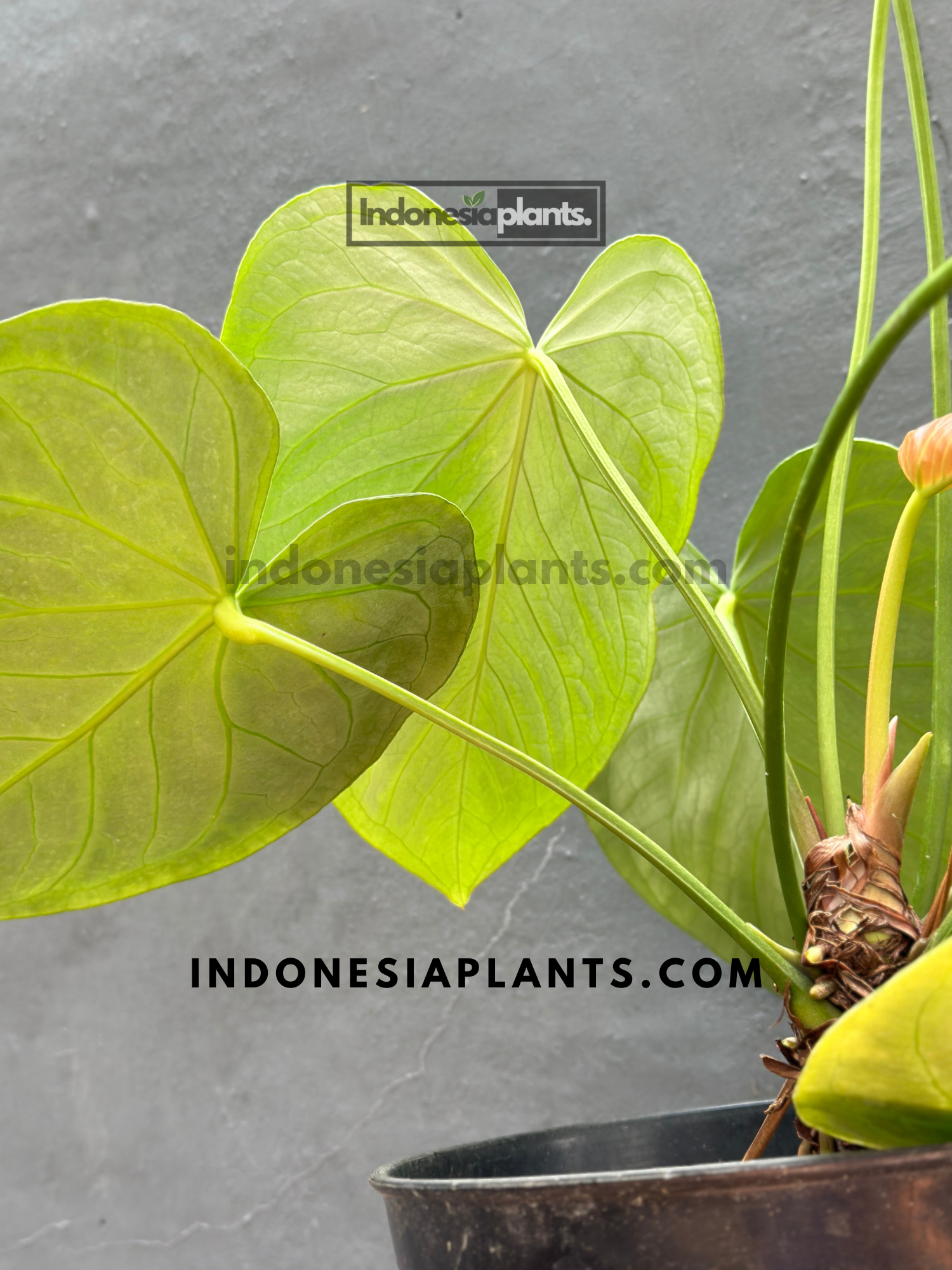 Anthurium Dorayaki Silver Blush