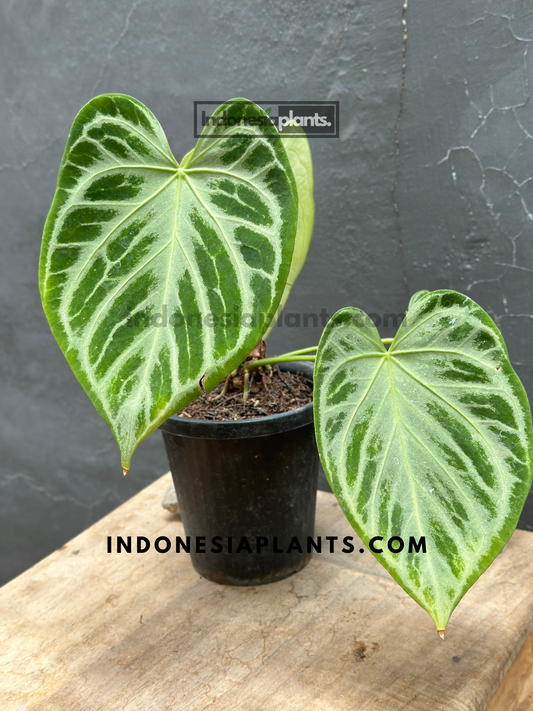 Anthurium Dorayaki Silver Blush