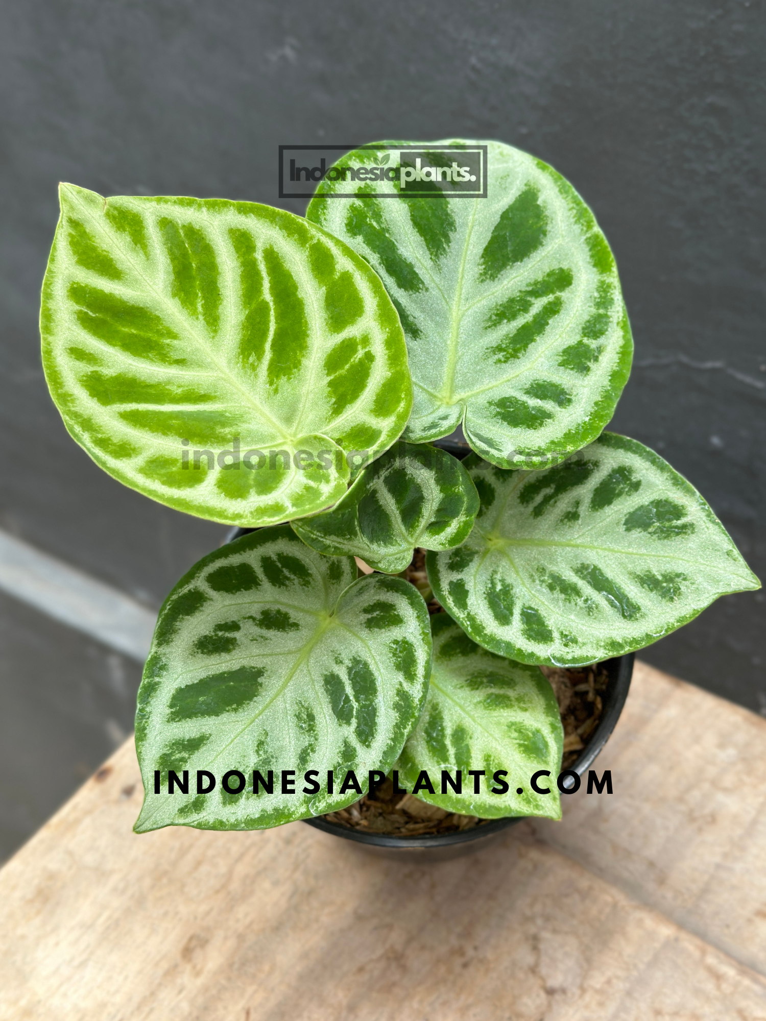 Anthurium Dorayaki Silver Blush