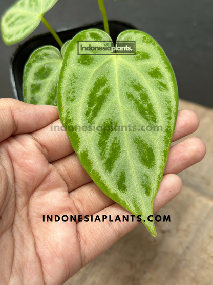 Anthurium Dorayaki Silver Blush Small