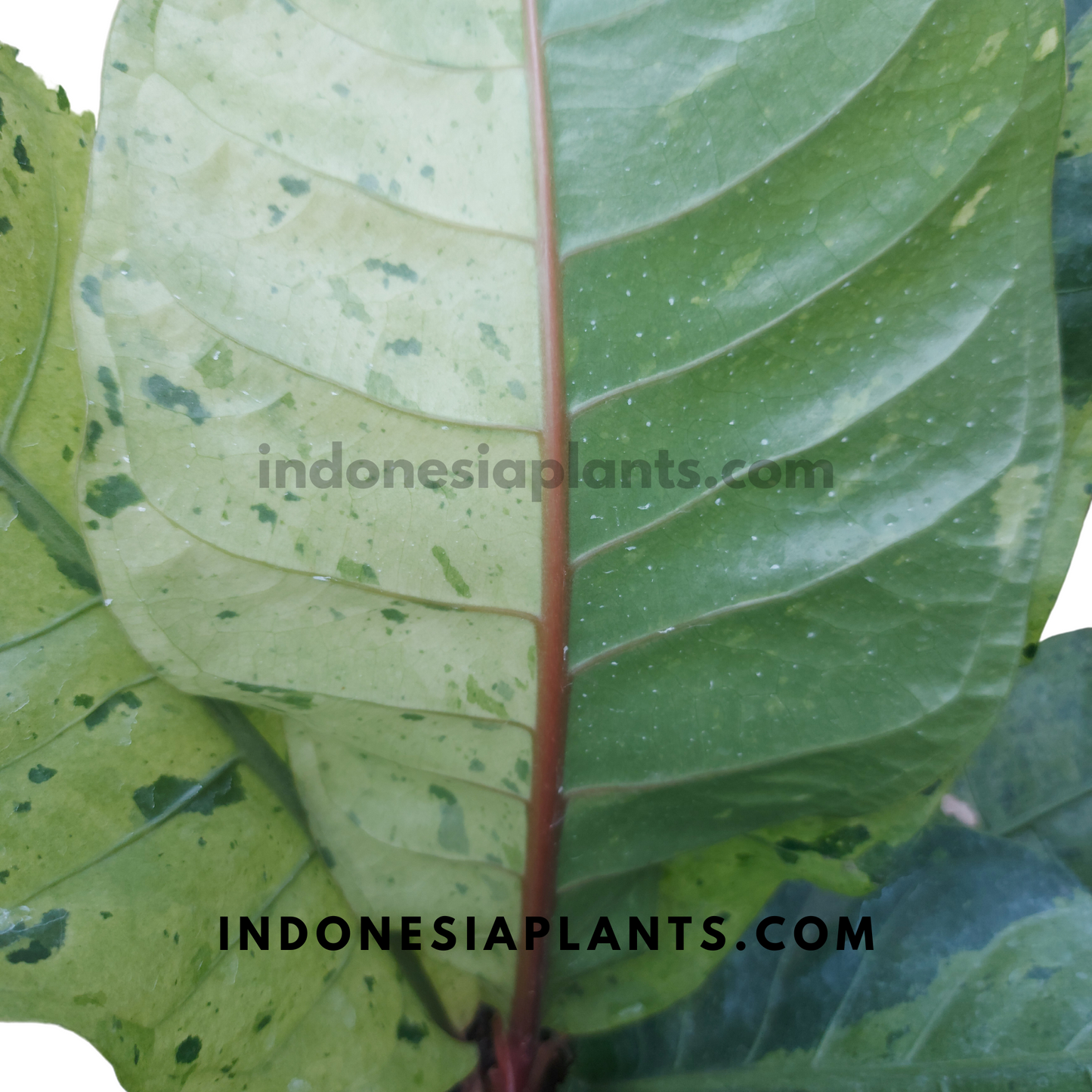 Anthurium Hookeri Mint Variegated