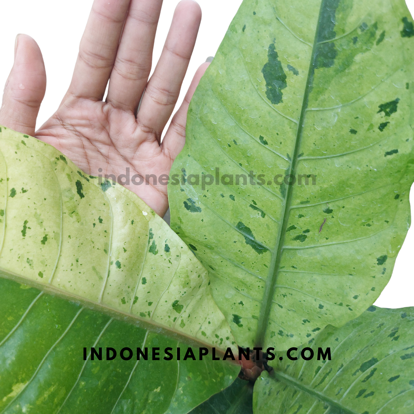 Anthurium Hookeri Mint Variegated