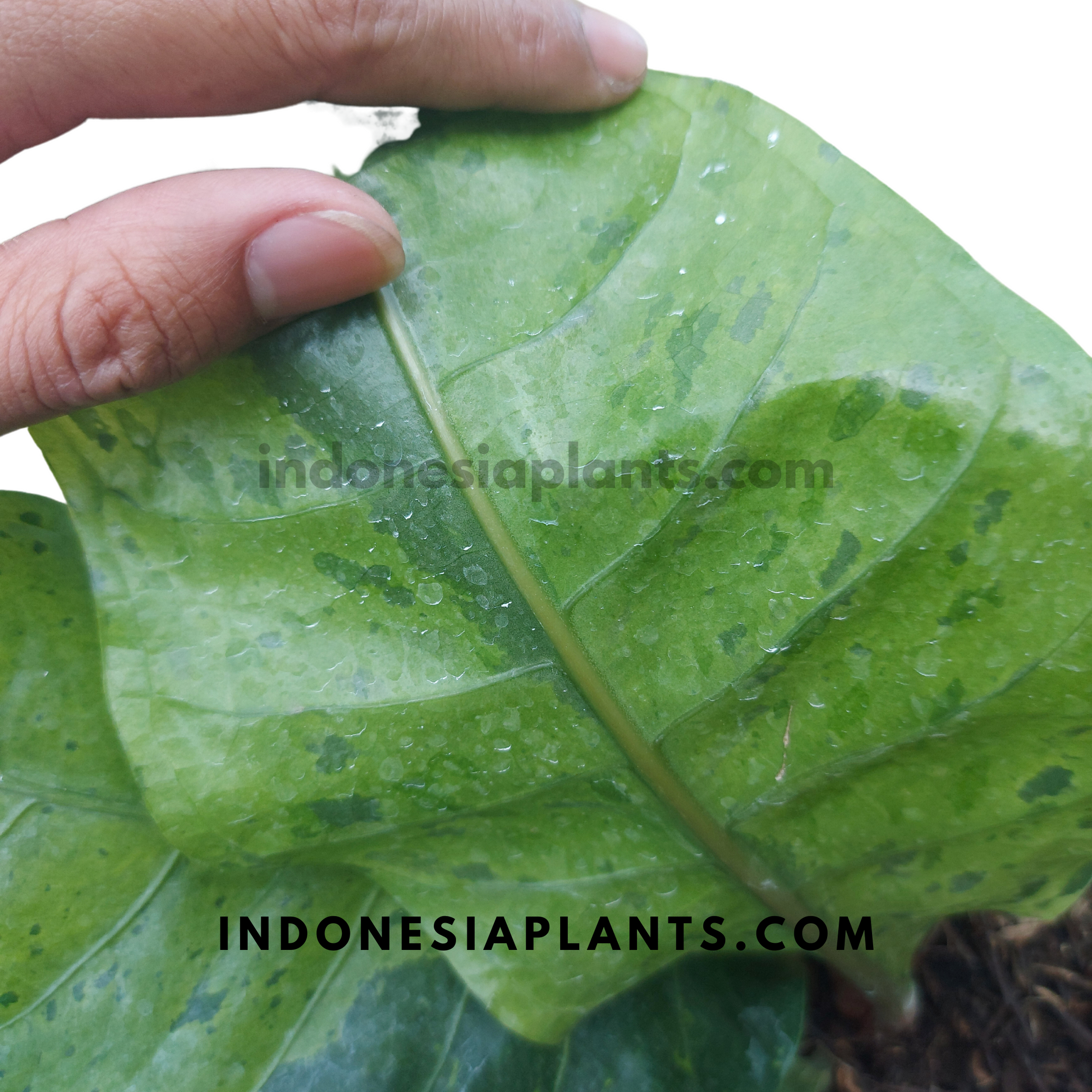 Anthurium Hookeri Mint Variegated