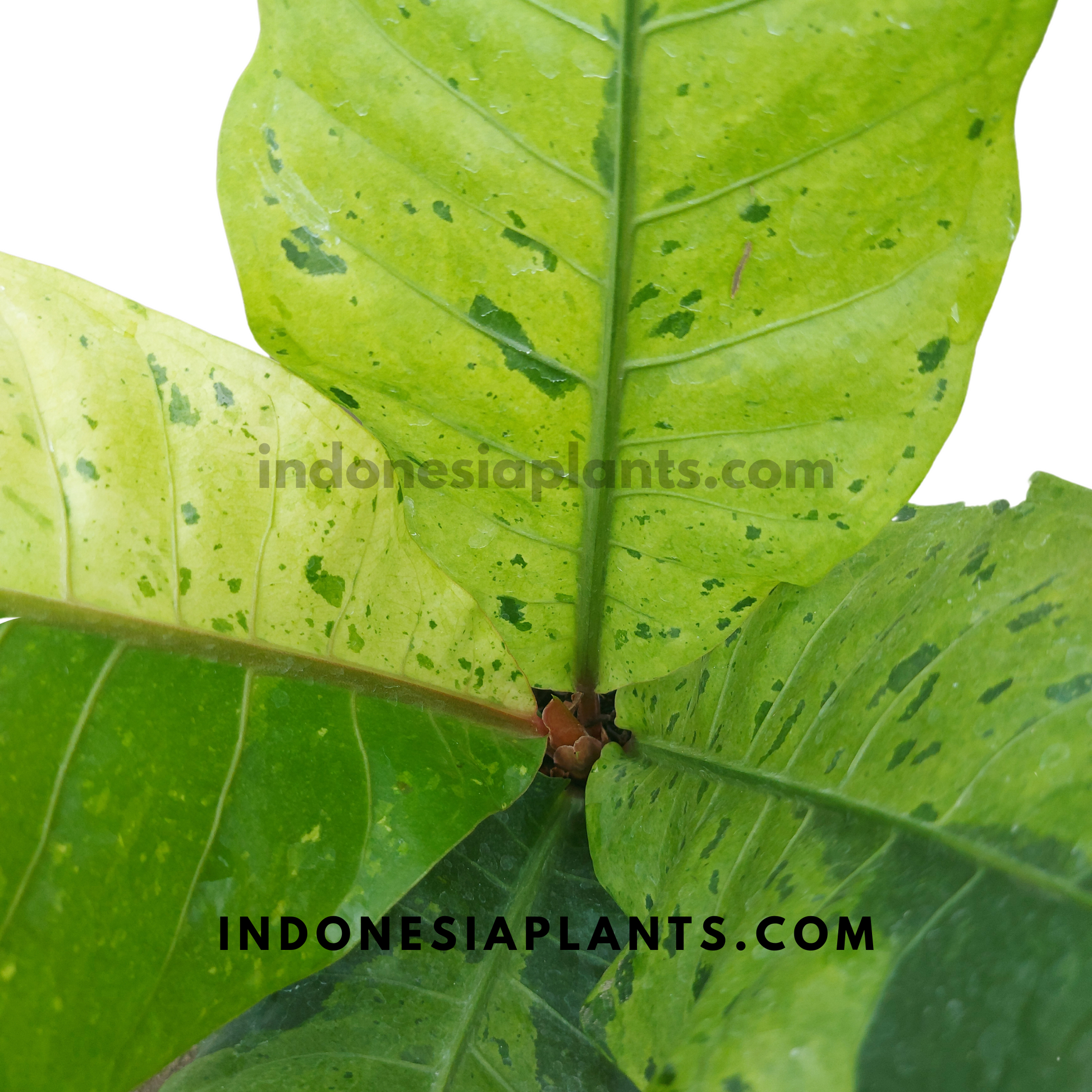 Anthurium Hookeri Mint Variegated