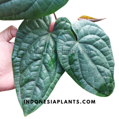 Anthurium Radicans