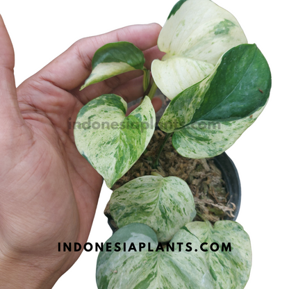 Epipremnum Aureum Manjula Pothos