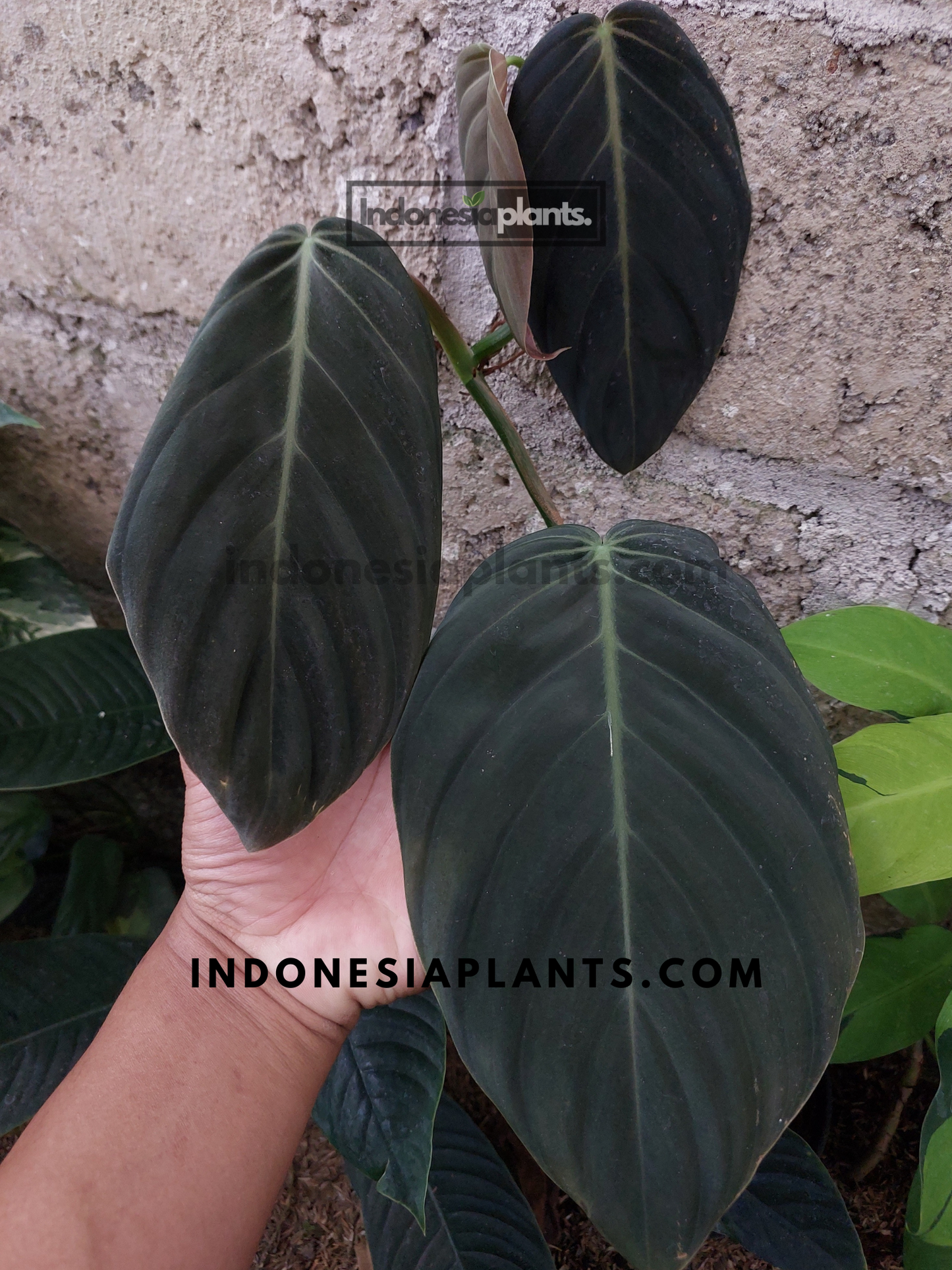 Philodendron Gigas Large