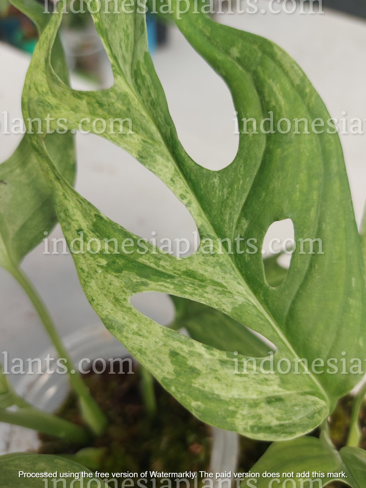 monstera mint, monstera adansonii mint variegated, tropical plants