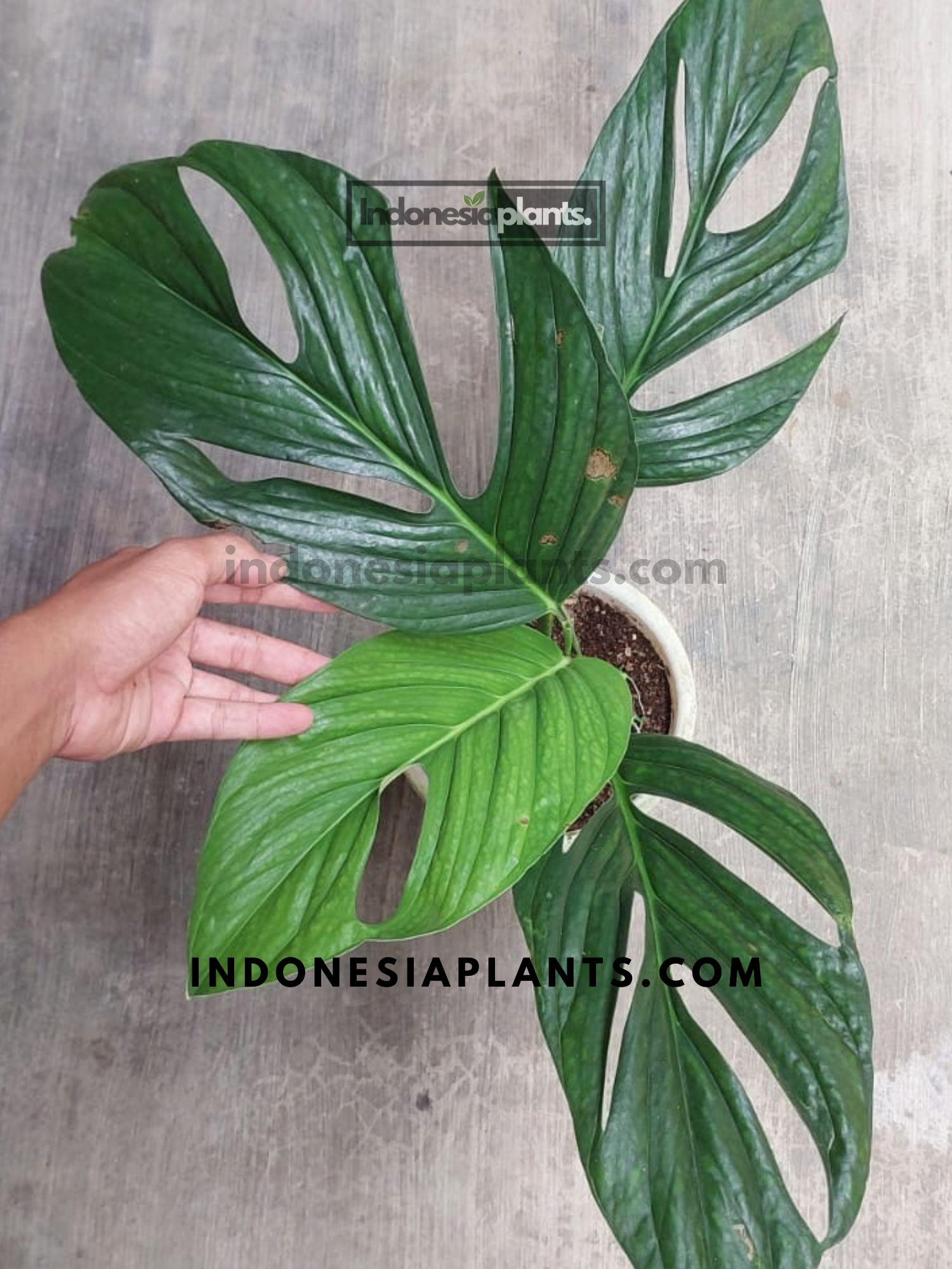 Monstera Pinnatipartita fenestrated