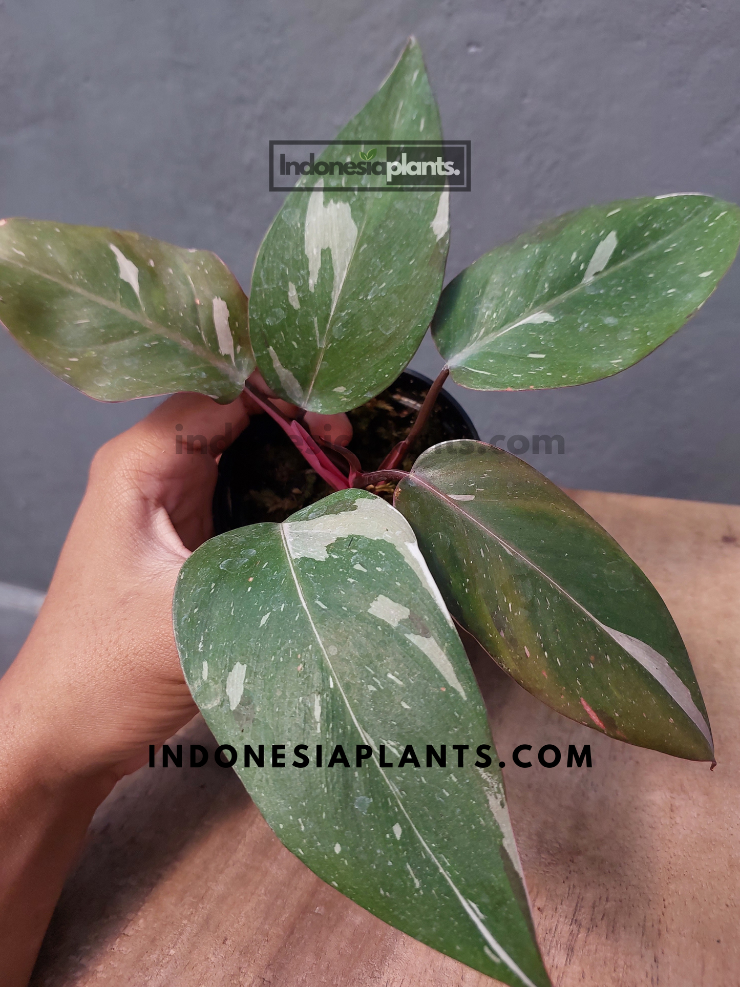 Philodendron Anderson