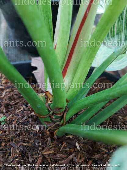 philodendron birkin, philodendron plants