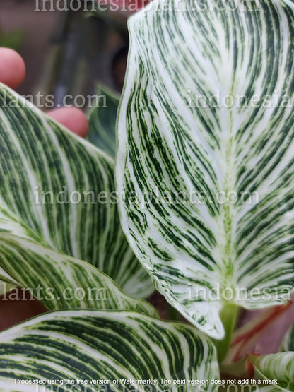 philodendron birkin, philodendron plants