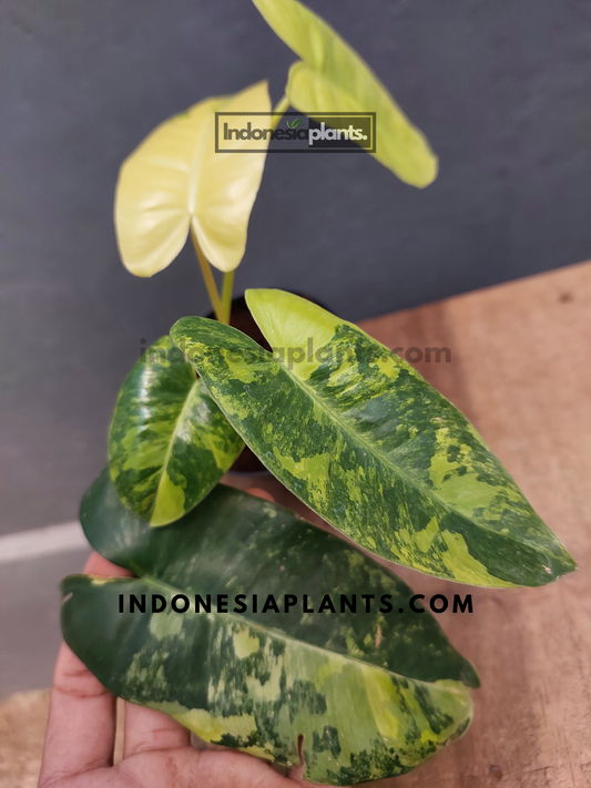 Phiodendron Burle Marx Variegated