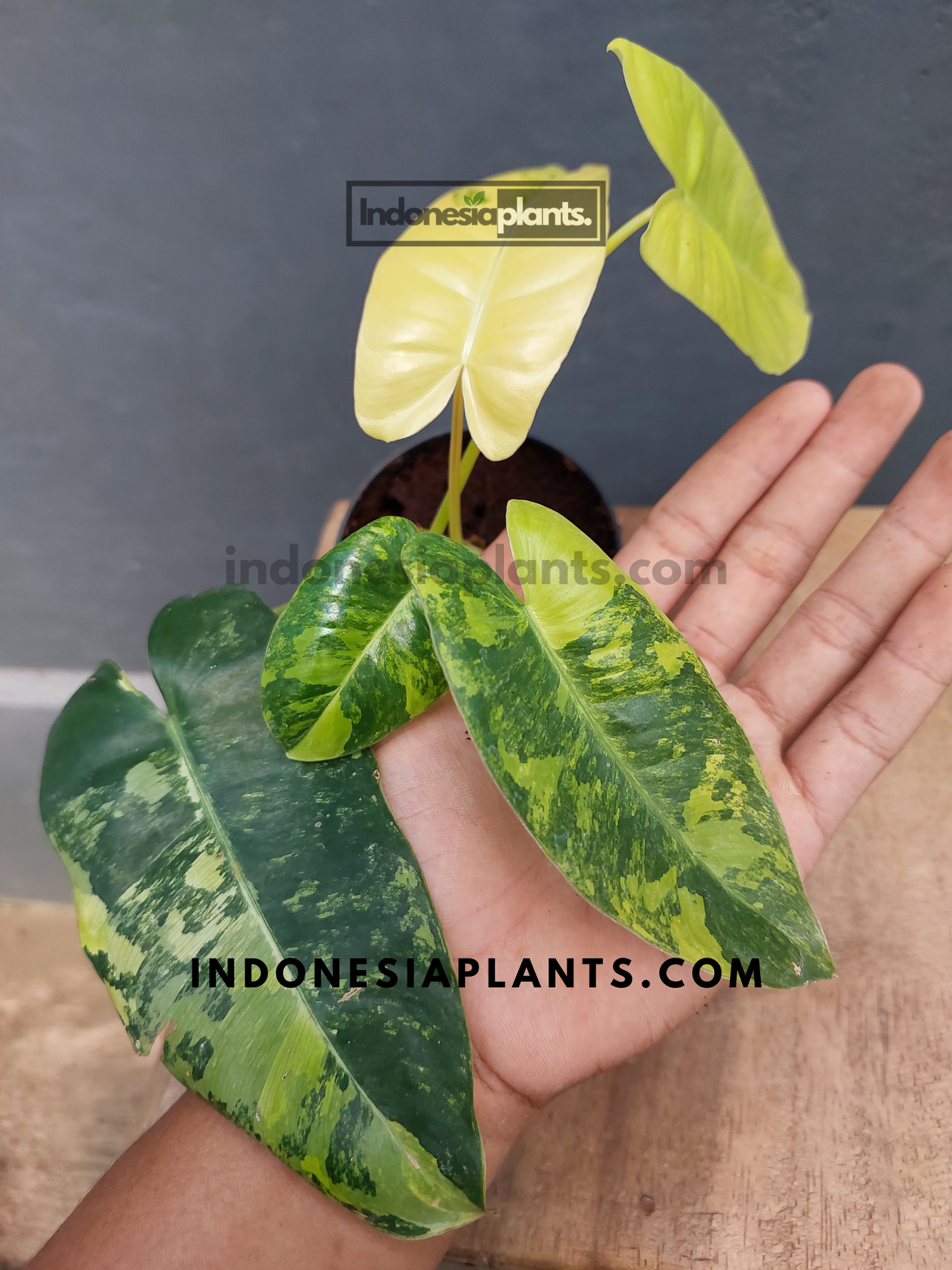 Phiodendron Burle Marx Variegated
