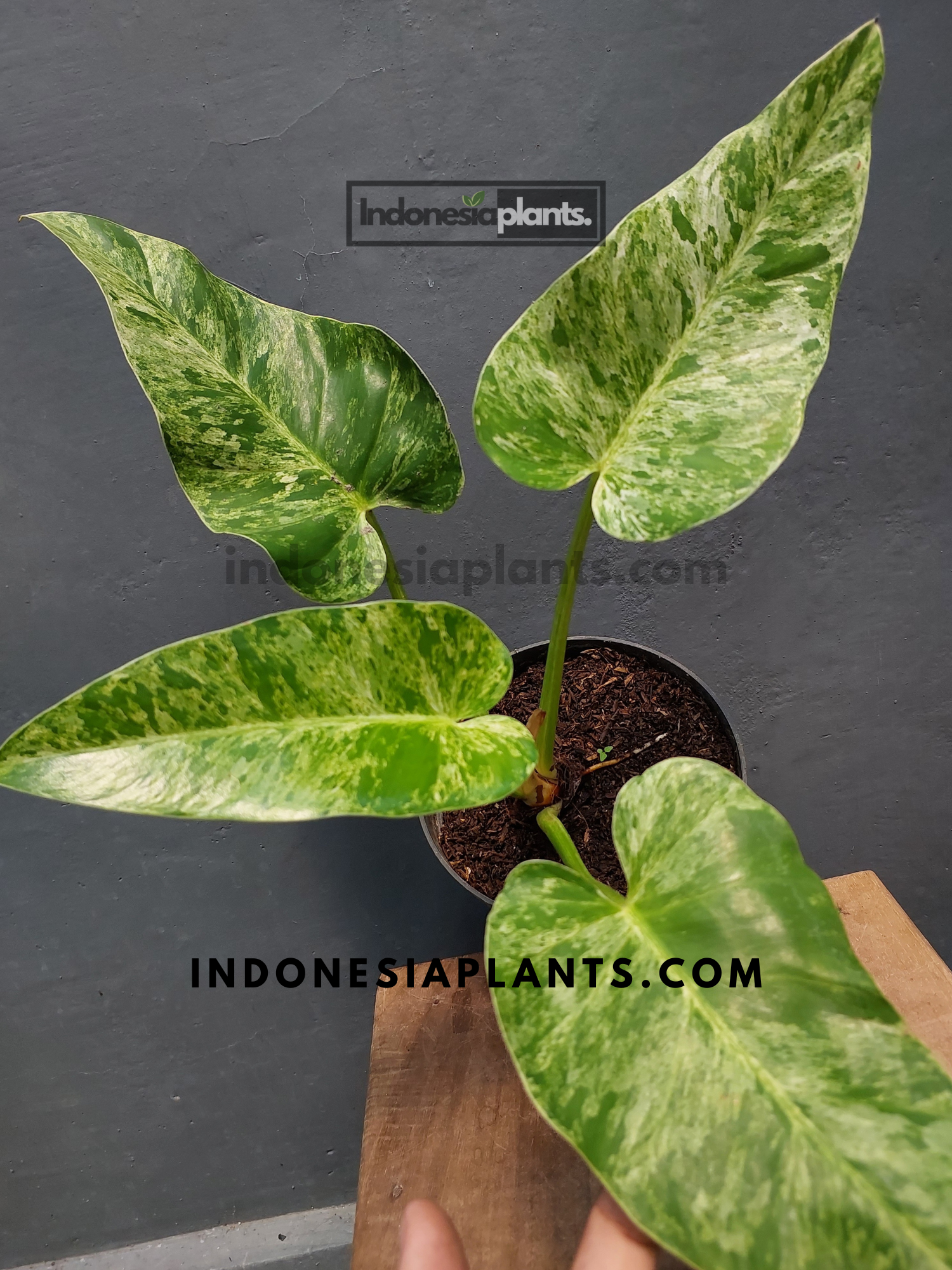 Philodendron Giganteum Blizzard Variegated
