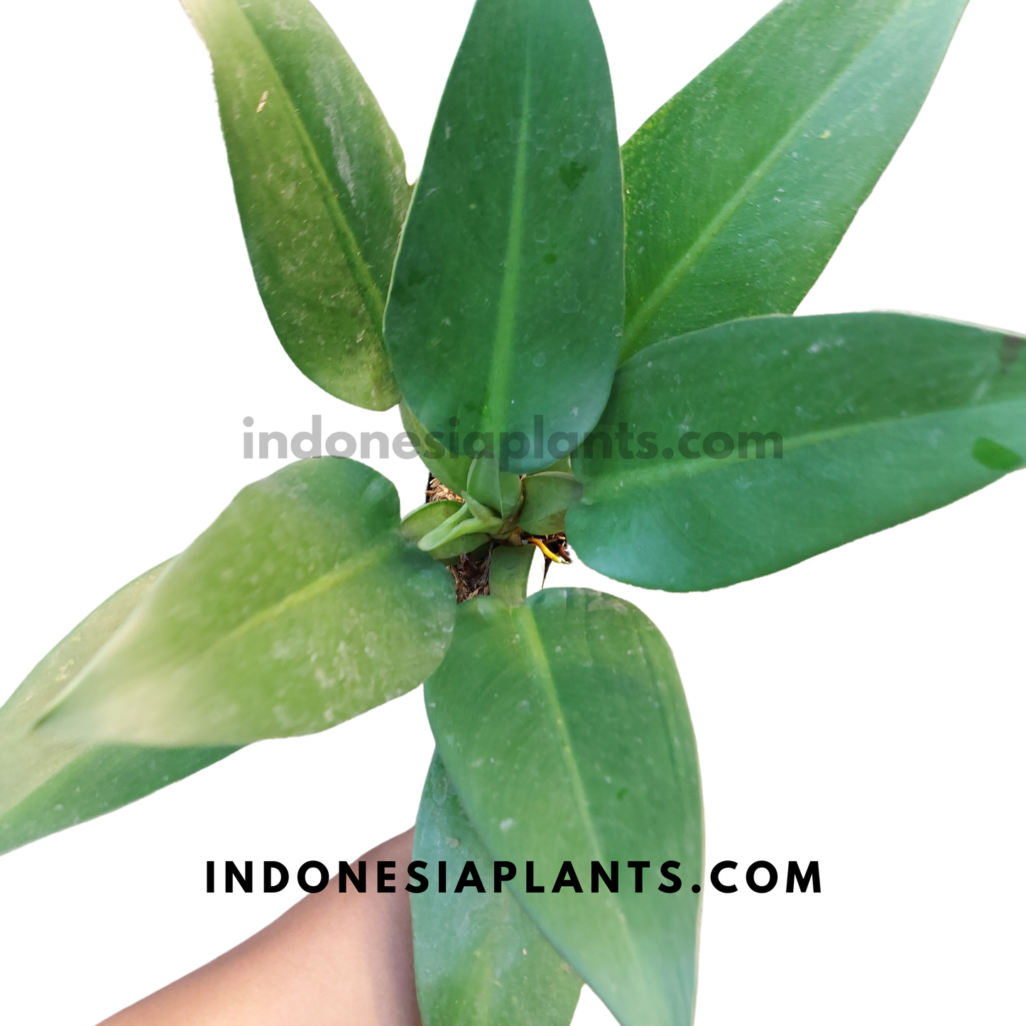 Philodendron Martianum
