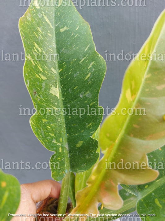 philodendron ring of fire variegated, philodendron variegated, philodendron plants