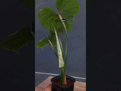 Philodendron Gloriosum