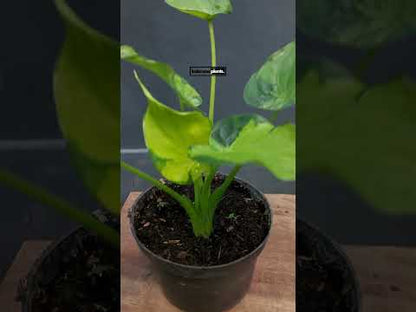 Alocasia Cucullata bunt