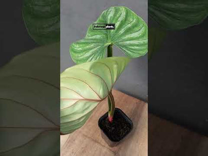 Philodendron Plowmanii forma redonda