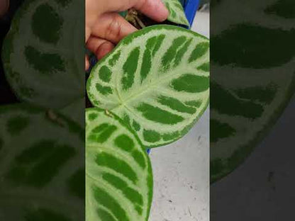 Rubor plateado Anthurium Dorayaki