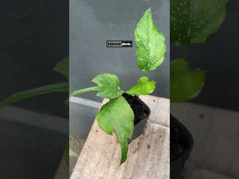 epipremnum skeleton key. they are funny tropical plants with a kind of "tail" shape of a mouse at the tip of each leaves. buy epipremnum plants from Indonesia retail or wholesale.