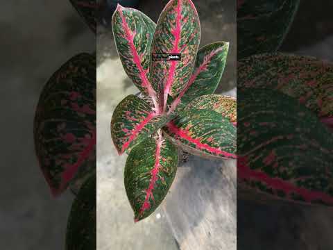 aglaonema adelia is pretty similar with aglaonema red stardust. for some people it may be difficult to differenciate these aglaonemas. but they are actually different. import your favorite foliage of tropical plants from indonesia.