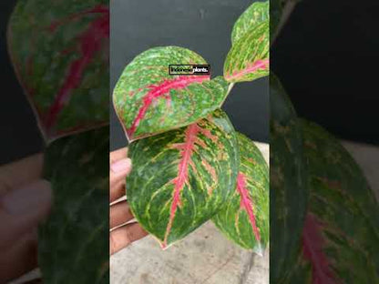 Aglaonema Big Papa