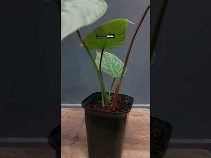 Philodendron Sodiroi