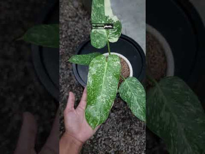 Philodendron Jose Buono Medium Size