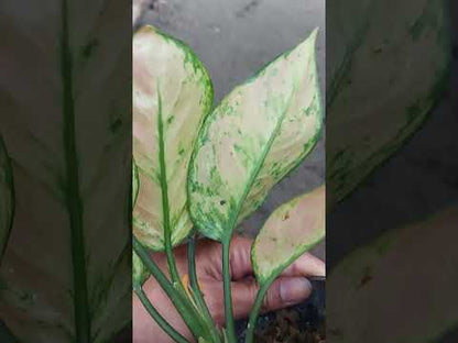 Aglaonema Heng Heng