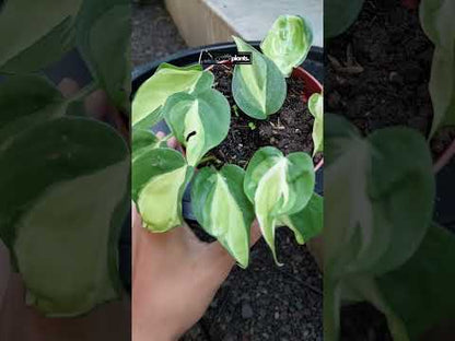 Philodendron Gabby