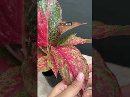 Luna roja de Aglaonema